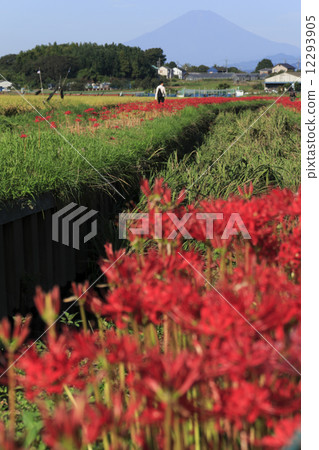 A cluster amaryllis of Fujisawa 12293905