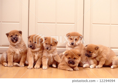 可愛的小狗 12294094