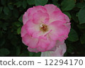 rose	 12294170