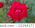 rose	 12294171