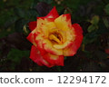 rose	 12294172