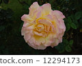 rose	 12294173