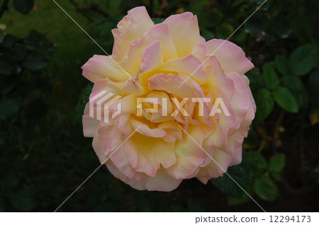 rose	 12294173