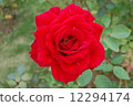 rose	 12294174