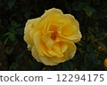rose	 12294175