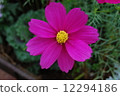Cosmos 12294186