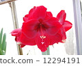 Amaryllis 12294191