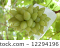 Grapes 12294196