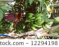 banana 12294198