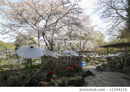 Cherry blossoms at Tsuruoka Hachimangu Shrine 12294210