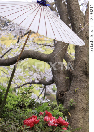 Cherry blossoms at Tsuruoka Hachimangu Shrine 12294214