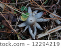 mushroom 12294219