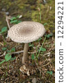 mushroom 12294221