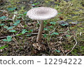 mushroom 12294222