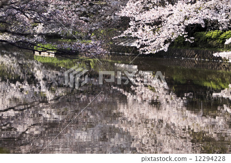 鶴岡八幡宮的櫻花盛開 鶴岡八幡宮的櫻花盛開 12294228