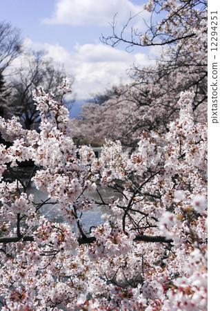 Cherry blossoms at Matsumoto castle Cherry blossoms at Matsumoto castle 12294251