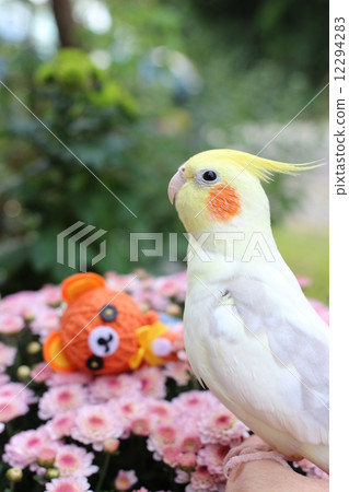 鸚鵡和萬聖節2 12294283