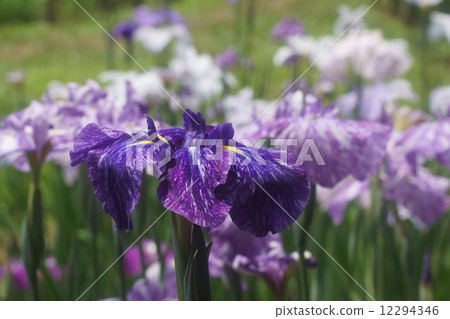 Hana shawab Hana shawab 12294346