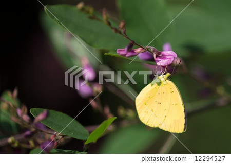 Monsieur root Monsieur root 12294527