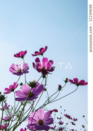 Cosmos of Ikoma Plateau Cosmos of Ikoma Plateau 12294696