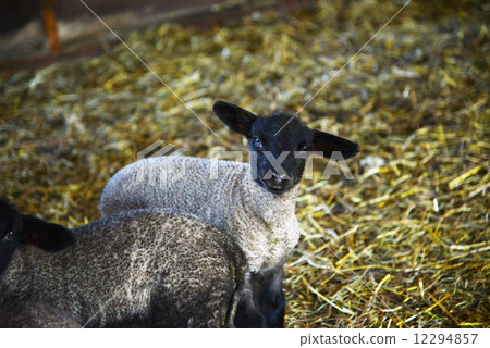 Sheep 12294857