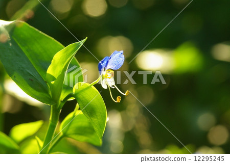 採取早晨太陽的Tsutsukusa花（特寫鏡頭） 12295245