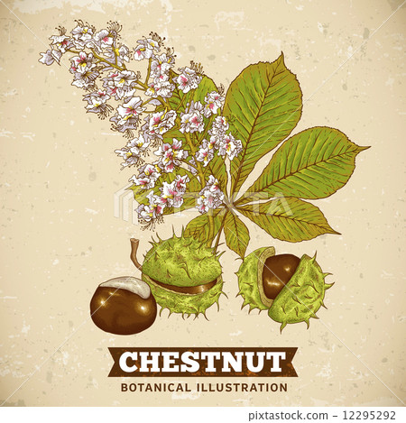 Blossom Chestnut Botanical Vector Illustration Blossom Chestnut Botanical Vector Illustration 12295292