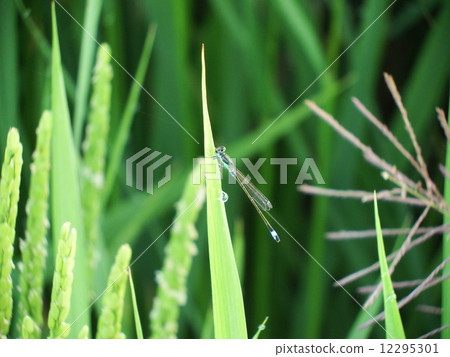 Ittombo停在草葉(特寫) Ittombo停在草葉(特寫) 12295301