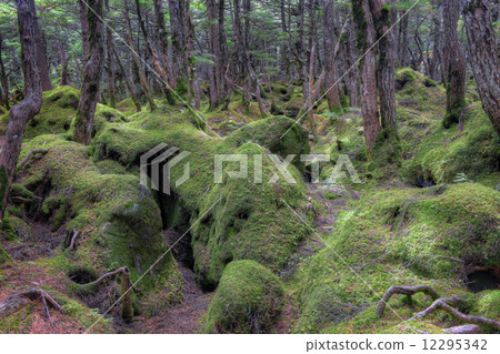 moss, virgin forest, primeval forest 12295342