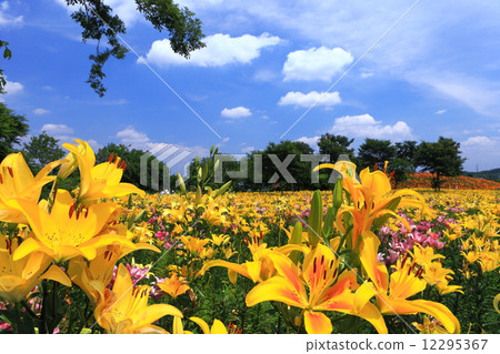 Ota Yoshizawa Yuri no Sato Ota Yoshizawa Yuri no Sato 12295367