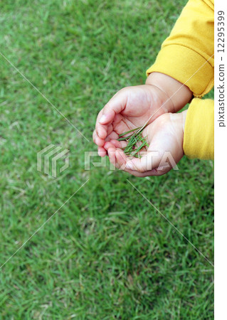 孩子的手採摘草皮 12295399