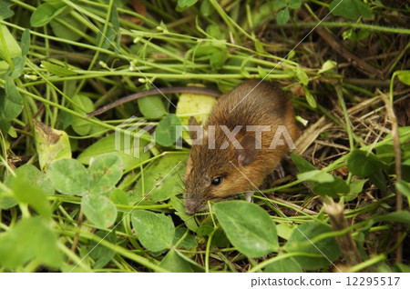 Ranbushi 2875 12295517