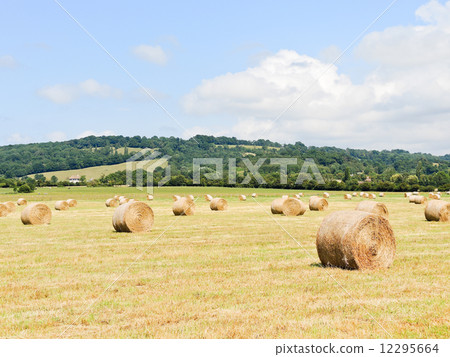 harvested field with haystacks in Normandy 12295664