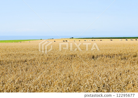 wheat field in Normandy on English Channel shore 12295677
