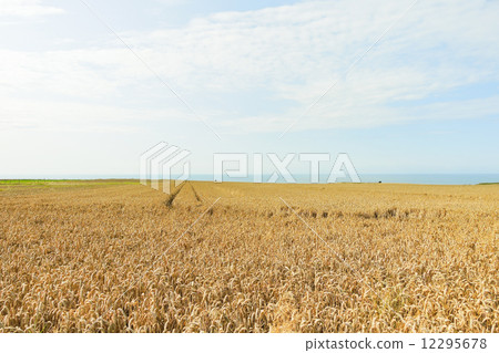 wheat field in Normandy on English Channel coast 12295678