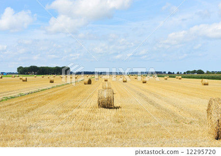 landscape with yellow haystack rolls on field 12295720