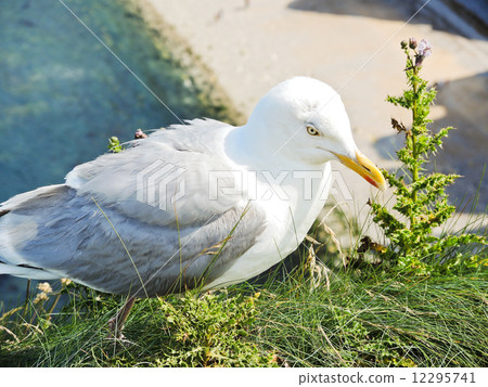 seagull on english channel beach of Etretat 12295741