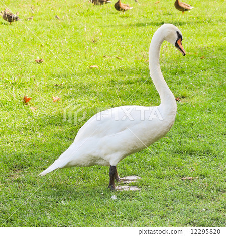 white mute swan on green meadow 12295820