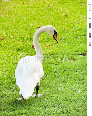 white mute swan on green lawn 12295821
