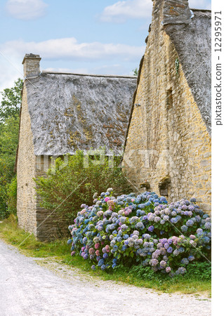 hydrangea flowers near typical old breton houses hydrangea flowers near typical old breton houses 12295971