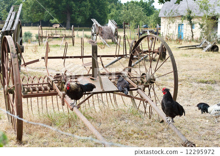 Chicken and abandoned farm equipment in backyard Chicken and abandoned farm equipment in backyard 12295972