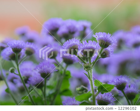 Agereatum in the flower bed 12296102