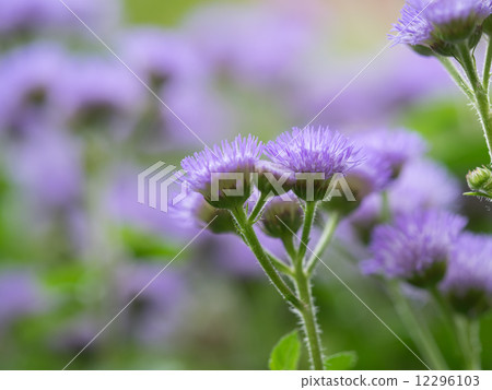 Agereatum in the flower bed 12296103