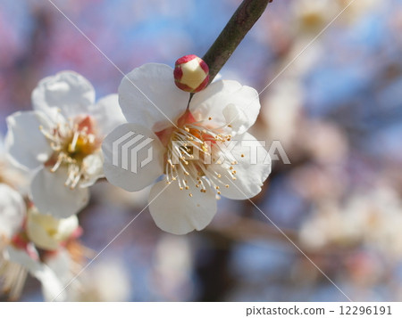 White plum blossoms in early spring White plum blossoms in early spring 12296191
