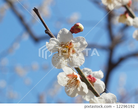 White plum blossoms in early spring 12296192