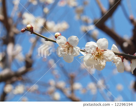 白色李子花在早期的春天 白色李子花在早期的春天 12296194