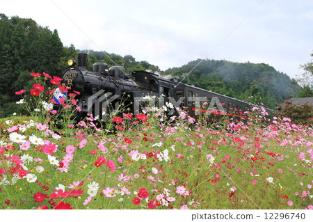 真岡鐵道「被七彩波斯菊包圍」SL背景 12296740