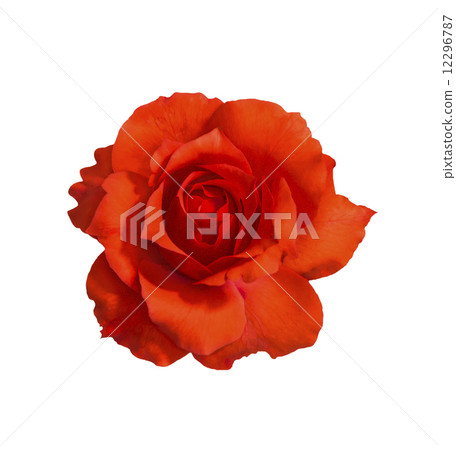 Orange rose on white Orange rose on white 12296787