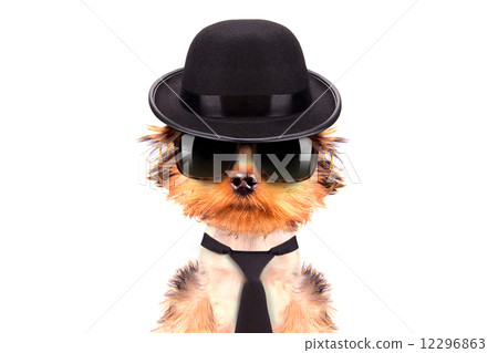 Dog dressed as mafia gangster Dog dressed as mafia gangster 12296863