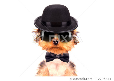 Dog dressed as mafia gangster Dog dressed as mafia gangster 12296874